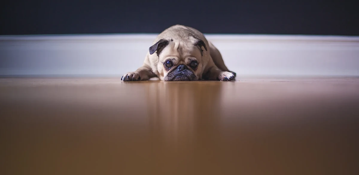 Dog laying on the floor