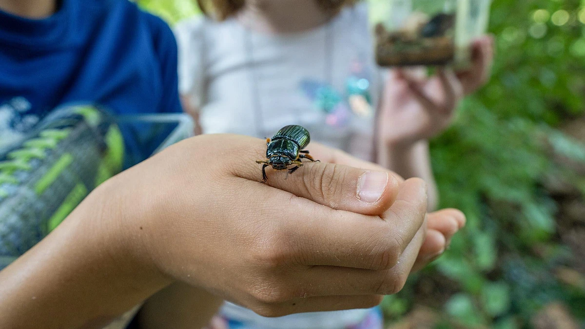 A hand is holding a beetle with children in the background admiring it.